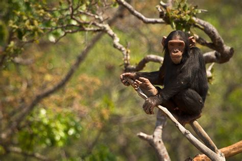  Chimpansee: Een Boombewoner Met een Briljantbrein dat zich Buigt Over Complicerende Sociale Dynamieken!