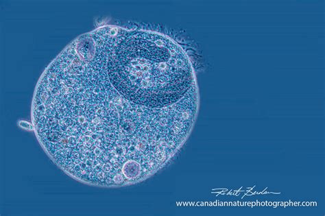  Didinium: Een Microscopisch Roofdier met een Ongelooflijk Snel Draaiend Ciliumgordel!