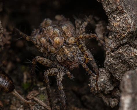  Gargantua: De Spin die Met Zevenogen Kijkt en een Mysterieus Web Bouwt!