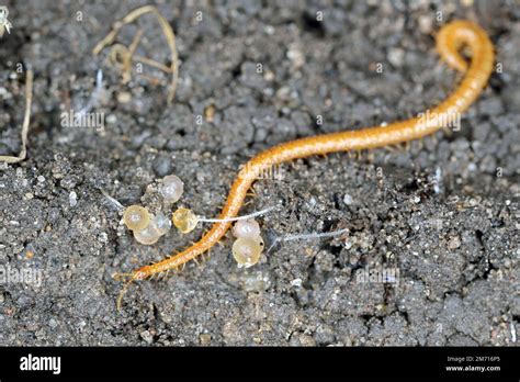  Geophilidae: Een verborgen wereld van bodembewoners die graven met hun vele benen!