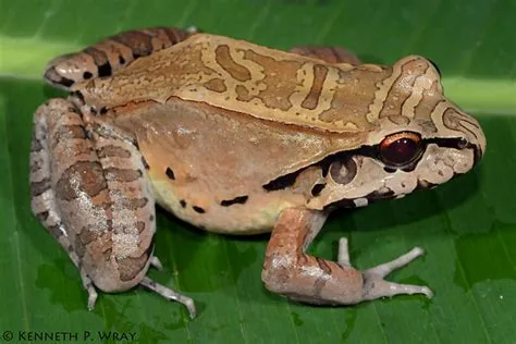 Jungle Frog: Een Amfibie Met Gevlamde Kleuren Die Zich Geweldig Voelt In Vochtige Habitats!