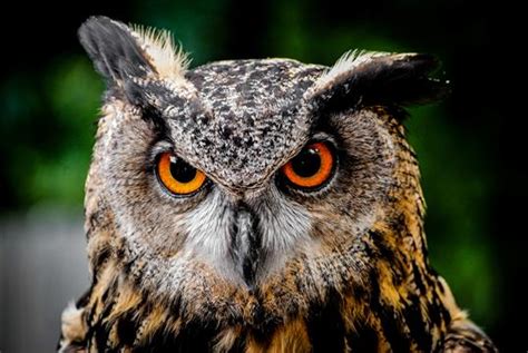  Owl! Een nachtdier met de ogen van een adelaar en het gehoor van een vleermuis