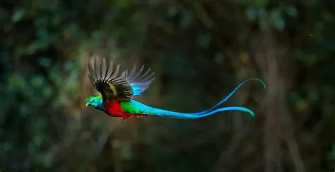  Quetzal: De Vogels Met Lichtblauwe Staarten Die De Lucht Dansen!