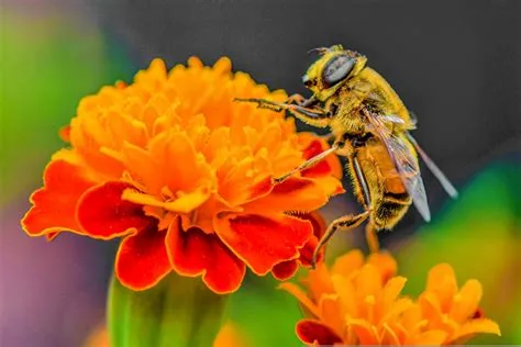 Radionella!  De unieke symbiotische relatie tussen deze anthozoa en de zon, ontvouwt een verhaal van overleven en evolutie.