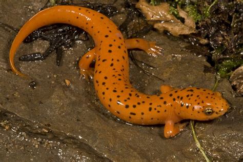  Salamander: Een Amphibie Met Een Verrassend Vluchtelingenstatuut!