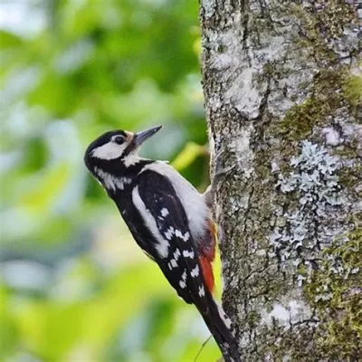 Slakkenetende Specht! Een Kleine Dwerg Met Een Enorme Geest Voor Insectenbestrijding