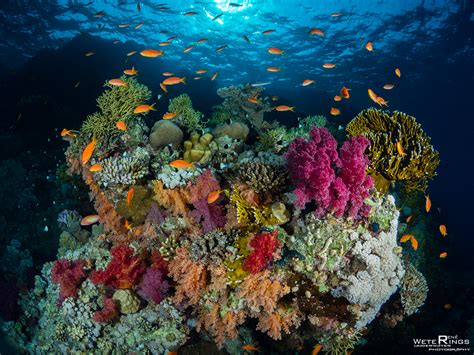  Vlakke Koraal: Een kleurrijk onderwater wonderland voor de liefhebbers van symbiose!