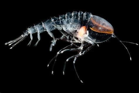  Amphipoda! De Mini-Kraakheers van de Oceaanbodem met hun Betoverende Dansmoves