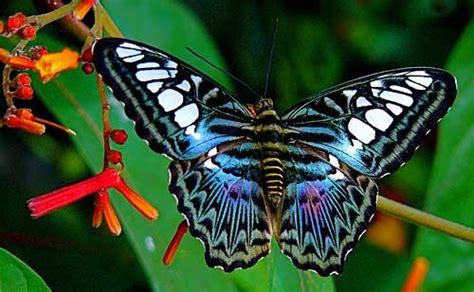  Blauwvleugel! Ontdek de schitterende glans van deze fascinerende vlinder met zijn unieke patronen