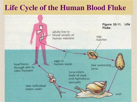  Blood Fluke: Een Parasiet met een Complex Liefdeverhaal voor de Bloedvaten van Zoogdieren!