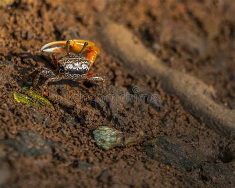  Fiddler Crab: Een wonderlijke meester van camouflage en verbluffende dansmoves!