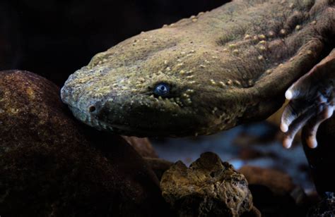  Hell Salamander: Een Vrolijk Springende Grootamphibie Met Een Mysterieuze Voortplanting!