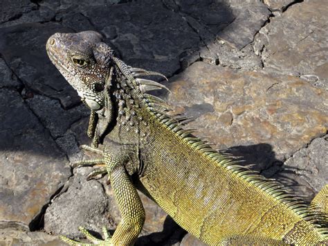  Leguaan! Een levendige reptiel met schubben die glinsteren als edelstenen en een staart die de snelheid van de wind kan benaderen