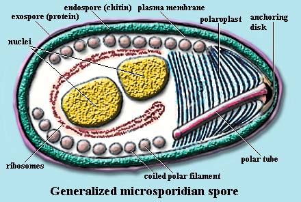  Microsporidia: Een microscopische wereld van intracellulaire parasieten met een onverwachte smaak voor insecten!