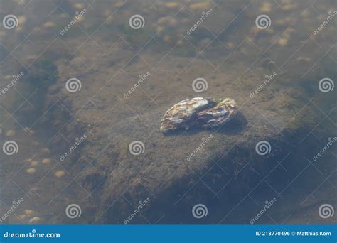  Noordse Mossel: Een Kleine Waterbewoner Met een Groot Effect op Het Ecosystem!