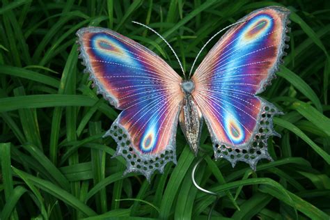 Papillon! Ontdek de schitterende kleuren en fascinerende vliegpatroon van deze vlinder