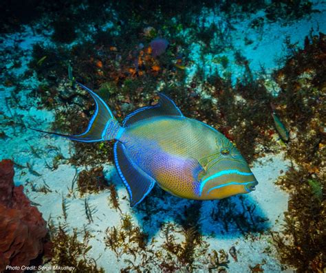  Queen Triggerfish! A Remarkably Camouflaged Reef Dweller With An Attitude Like No Other