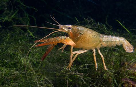 Quingyangia! De Trematode die je levenskwaliteit flink kan verminderen (als je een zoetwaterkreeft bent!)