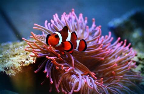 Red Coral: Een schitterende zeeanemoon met een fascinerende symbiose en de kracht om zichzelf te regenereren!