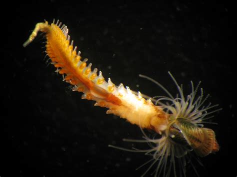  Sabelariidae: Het elegante leven van borstelwormen die zich vastgrijpen aan de zeebodem!