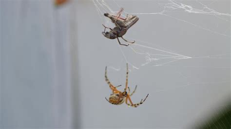  Uloborus - Ontdek de wonderlijke wereld van deze spin die zijn prooi gevangen neemt met behulp van zowel kleverige draden als een unieke vangtechniek!