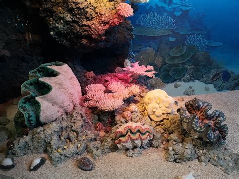  Watervlooie! Deze Kleine Roofdieren Zijn Een Fascinerend Voorbeeld van Complexiteit in de Oceaan