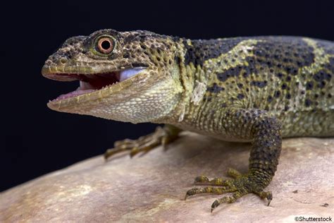  Xenosaurus! Een reptiel met de schubben van een draak en de bewegingen van een slinky