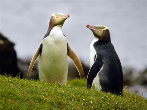  Yellow-eyed Penguin: Met zijn gele ogen een ware vogelkoning!