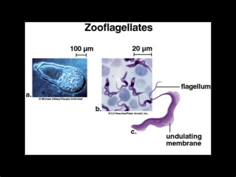 Zoöflagelaten: Een microscopische wereld vol wonderen!